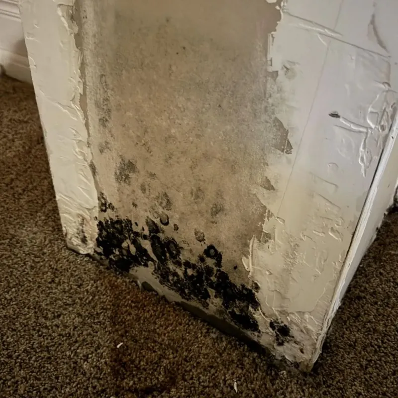 Professional Mold Removal in Lexington, OH